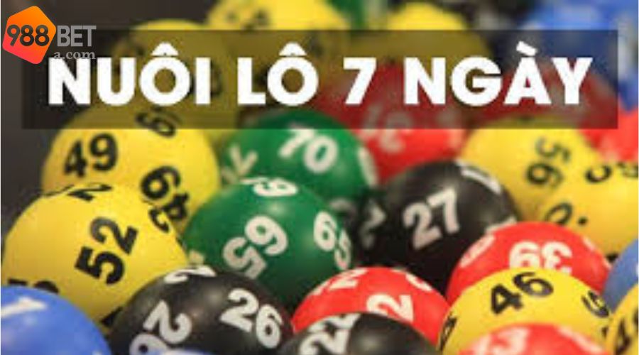 Cách nuôi lô khung 7 ngày cho người mới 
