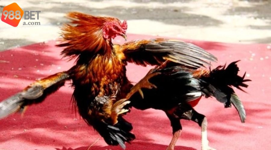 Chọn chiến kê chuẩn xác cùng 988BET 