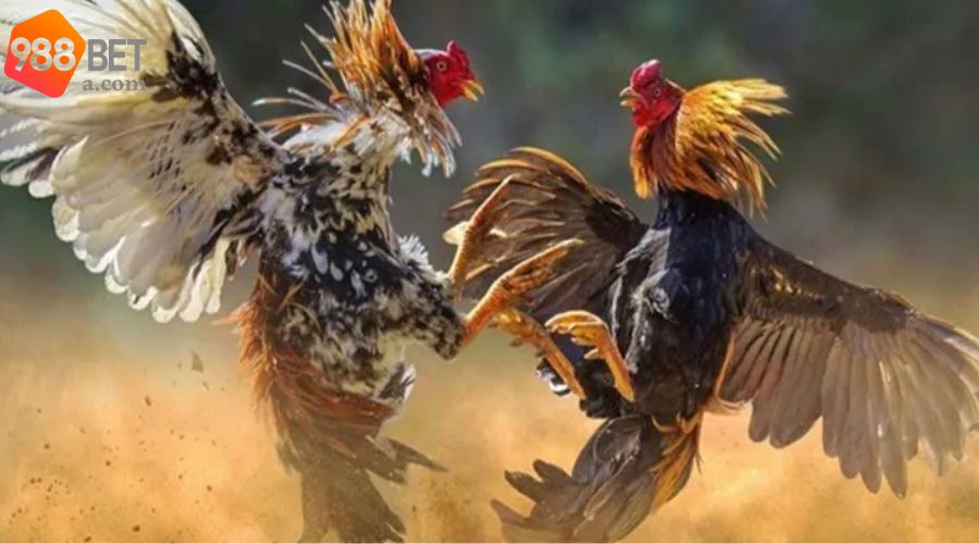 Kinh nghiệm hay mà các cao thủ chọn gà tuân thủ 