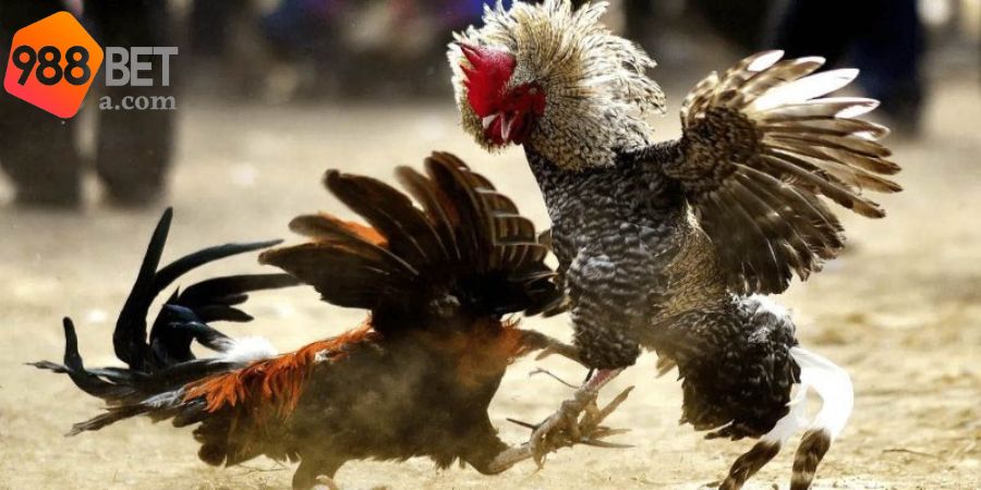 FAQ - Giải đáp câu hỏi hay gặp khi chơi đá gà
