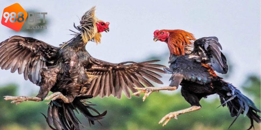 Quy trình cá cược chọi gà tại nhà cái