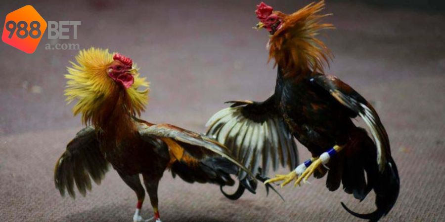 Vài thông tin cơ bản về sảnh đá gà 988BET